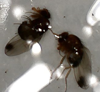 Spotted wing Drosophila males
